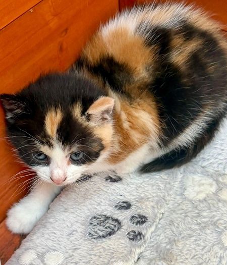 kittens free to good home