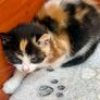 kittens free to good home Image 2