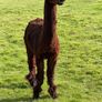 Male Alpaca Image 3