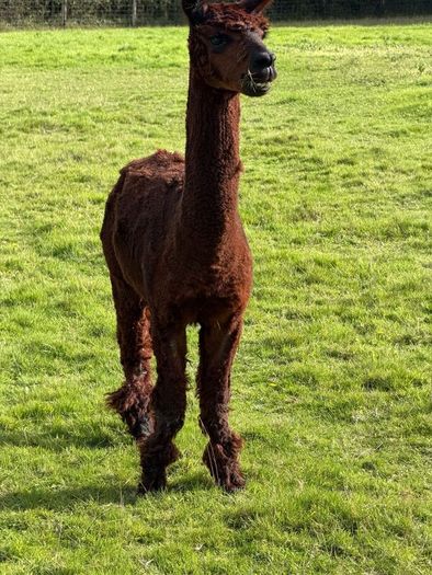Male Alpaca