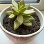 Plant Image 5