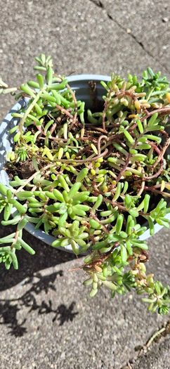 White stonecrop