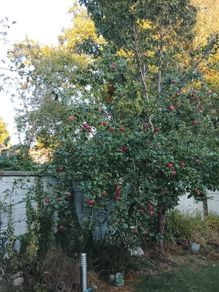 Discovery apples free
