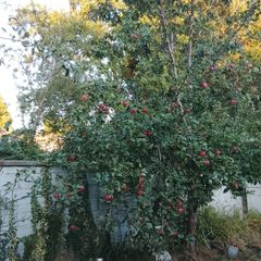 Discovery apples free