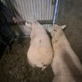 Purebread texel hogget ram Image 2