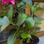 Hydrangea Image 3
