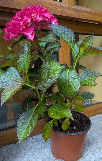Hydrangea