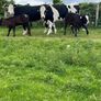 2 suckler cows + 2 calfs Image 4