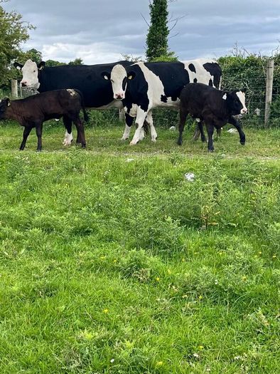 2 suckler cows + 2 calfs