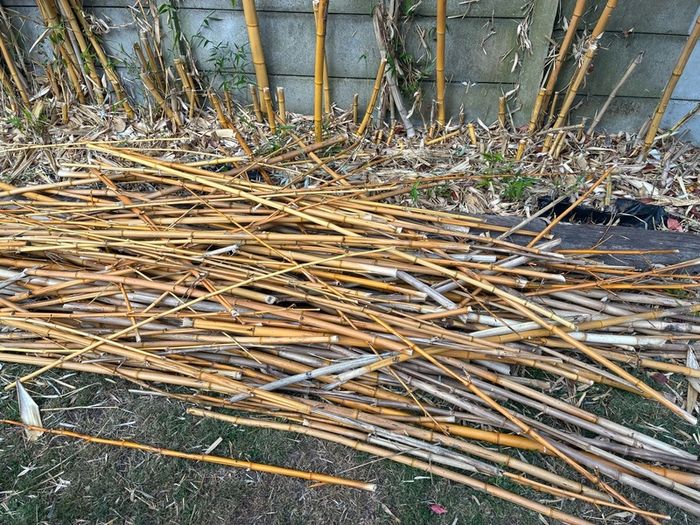 bamboo sticks FREE