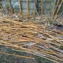 bamboo sticks FREE Image 2