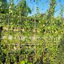 Weeping birch tree Image 2