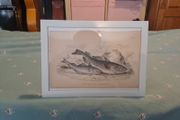 Antique fish prints