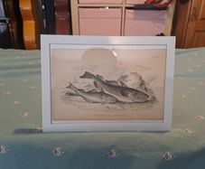 Antique fish prints