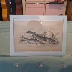 Antique fish prints