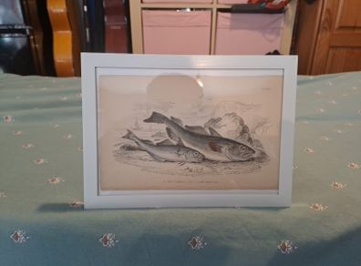 Antique fish prints