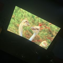 moniter