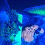 Green star polyp Image 2