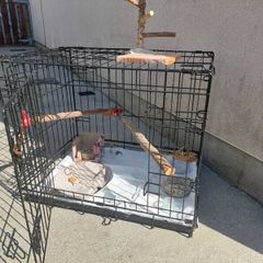 Bird cage