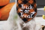 Halloween Decorations