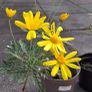 Euryops Image 2