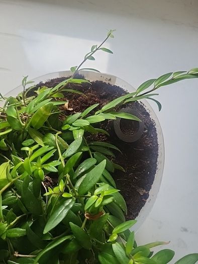 Aeschynanthus Hybrid