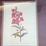 Pierre-Joseph Redoute Botanical Prints Snapdragon Raspberry Framed Pair Image 4