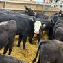 AA Heifer Weanlings Image 7