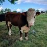 Bull Image 2