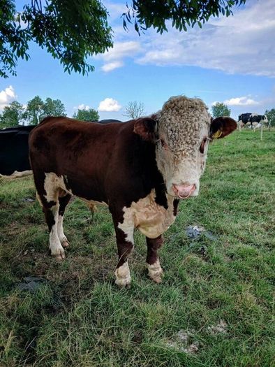 Bull