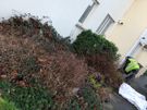 Tidy Garden service Image 4