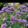 Verbena banariensis Image 2