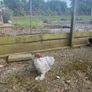 11 week old lavender pekin roosters Image 4