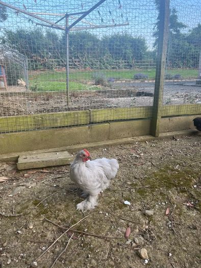 11 week old lavender pekin roosters