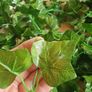 15 x Great Long Silk Ivy Garlands - 37mtrs / 121ft Image 5