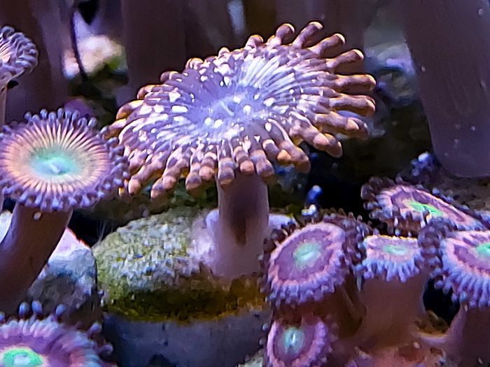 Utter Chaos zoa