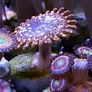 Utter Chaos zoa Image 2