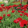(P) Poppy Ladybird seeds 0.1g (415731) Image 2