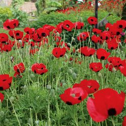 (P) Poppy Ladybird seeds 0.1g (415731)