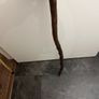 walking stick Image 2
