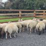Ewe Hoggets for sale Image 4