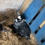 Pygmy goat Image 2