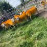 Texel X lambs Image 4