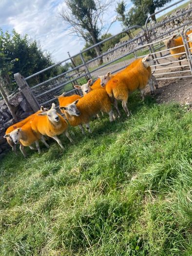 Texel X lambs