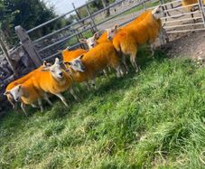 Texel X lambs