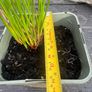 plant Image 2
