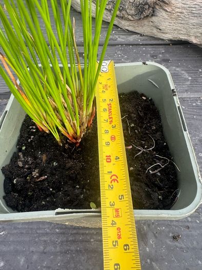 plant
