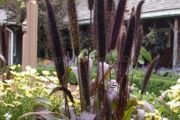 (P) Pennisetum Purple Baron H seeds (5s) (415656)
