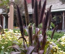 (P) Pennisetum Purple Baron H seeds (5s) (415656)