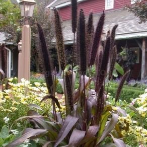 (P) Pennisetum Purple Baron H seeds (5s) (415656)